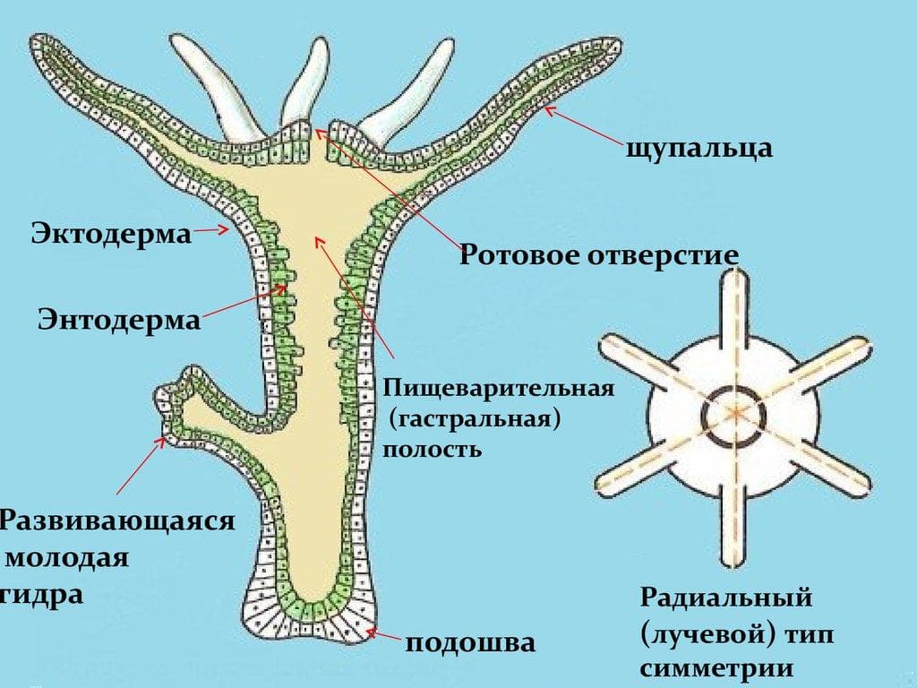 Работает ли кракен
